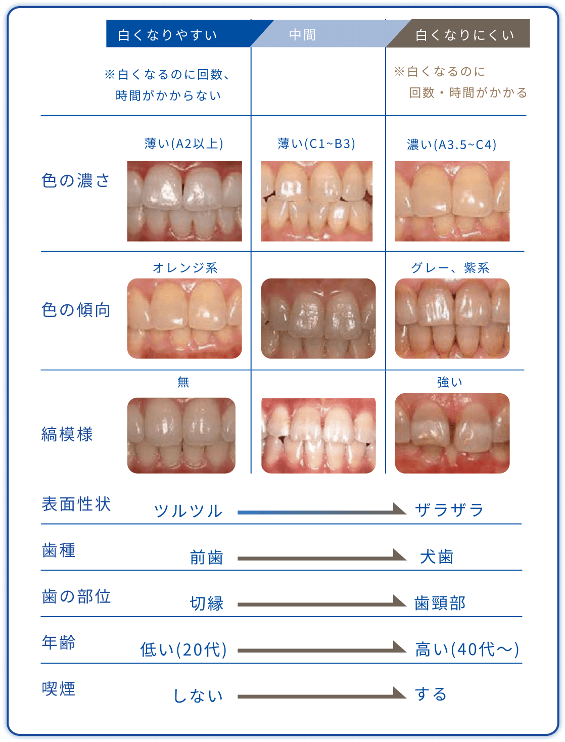 白くなりやすい歯・なりにくい歯図